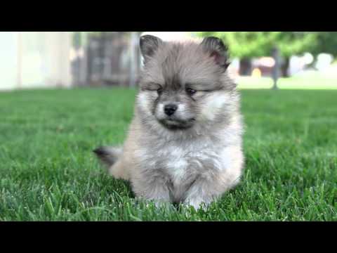 Pomsky puppies ready to be re-home to lovely home