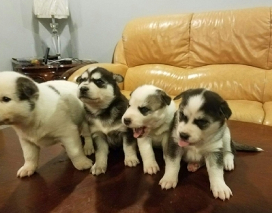 Siberian Huskies for sale!