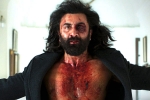 Animal Ranbir Kapoor, Animal first week, animal first week worldwide collections, Animal movie