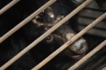 bear bile, bear bile, bear bile touted as a potent coronavirus treatment by china, South east asia