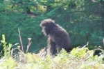 Big Foot spotted, The Godfather of Bigfoot, hunt for big foot underway in pennsylvania, Crawford county