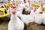 Bird flu latest breaking, Bird flu outbreak, bird flu outbreak in the usa triggers doubts, Dairy