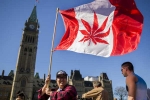 Recreational Marijuana, Recreational, canada senate legalizes recreational marijuana, Marijuana