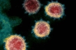 Coronavirus existing variants, Coronavirus existing variants, face covid 26 and covid 32 warns experts, Wildlife