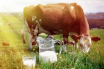 Cow Milk latest, Cow Milk latest, ten health benefits of consuming cow milk, Amino acids
