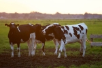 Ayurvedic hospitals, Ayurvedic hospitals, cow urine can cure cancer says nagpur institute, Bhopal