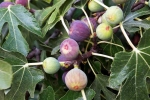 Figs news, Figs latest, are figs really vegetarian or non vegetarian, Figs