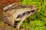Frog Mucus Kills Flu Virus, South Indian Frog Mucus Kills Flu Virus, south indian frog mucus kills flu virus, Frog