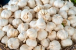 Garlic Vs Mosquito Repellent, Garlic Vs Mosquito Repellent myth, is garlic a mosquito repellent, Diet