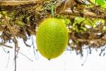 Snake Venom in minutes, Snake Venom, this miraculous plant can neutralise snake venom in minutes, Tasty