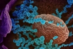Coronavirus, Lambda variant in India, all about the new lambda variant of coronavirus and its symptoms, Chile