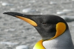nitrous oxide, Danish researchers, laughing gas released from penguins poop causes a ruckusto the environment, Penguins
