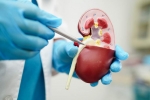 Creatinine Levels and Kidney health, Creatinine Levels new tips, tips to lower your creatinine levels, Chronic kidney disease