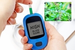Blood Sugar Levels, Blood Sugar Levels study, how to maintain blood sugar level to boost immunity, Ladies v