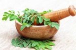Moringa experts, Moringa, is moringa a must have in your diet, Health benefits