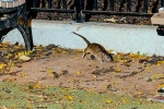 Rat Tourism in New York, Mayor concern on New York rodents, must experience trend in new york city, Tiktok