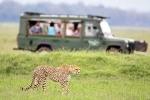 South African Safari Trip total days, South African Safari Trip list, how to plan your south african safari trip, Animal