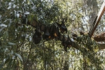pandemic, nipah virus, study shows coronavirus presence in two indian bats icmr study, Nipah viru