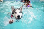 Dog Fitness swimming, Dog Fitness doctor, how can swimming boost your dog s fitness, Less stress