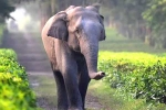 unique identification number, safety, tamed elephants in india to get unique identification numbers like aadhar, Wildlife