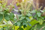 tulsi for acne free skin, tulsi for skin benefits, tulsi for skin how this indian herb helps in making your skin acne free glowing, Youthful skin