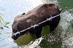Elephant killed, Kerala elephant, whole nation mourned at elephant s death in kerala, Ratan tata