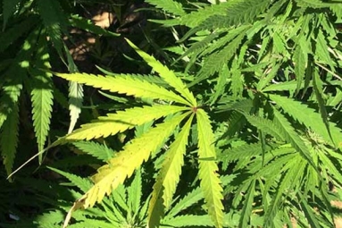Pennsylvania House to decriminalize marijuana
