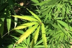 decriminalize, Marijuana, pennsylvania house to decriminalize marijuana, Marijuana