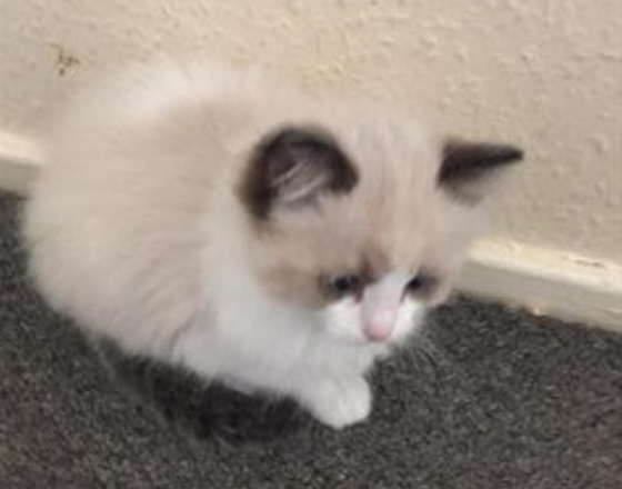  Seal Point Ragdoll kittens (full pedigree)