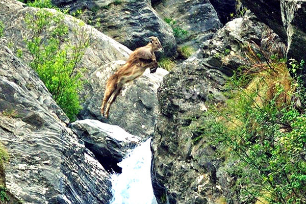 Great-Himalayan-National-Park