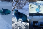 dogs, Russia, bright blue stray dogs found in russia, Dogs