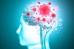 brain organoids, COVID-19, coronavirus is capable of affecting the brain study, Fetus