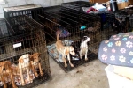 South Korea, Dog Meat South Korea updates, consuming dog meat is a right of consumer choice, Dogs