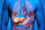 Fatty Liver in Youngsters for health, Fatty Liver in Youngsters news, why is fatty liver affecting youngsters, Liver disease