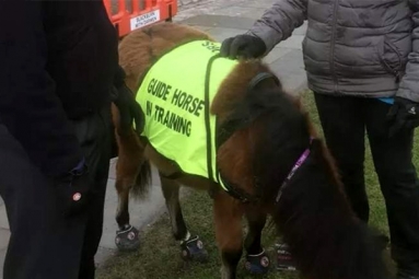 Indian-Origin Man with Eye-Condition to Get Guide Horse in UK Indian-Origin Man with Eye-Condition to Get Guide Horse in UK