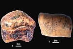 Hybodont Sharks rare findings, Hybodont Sharks pictures, new species of jurassic age hybodont shark discovered in rajasthan, Shri krishna