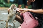 Monkey Bite doctors, Monkey Bite advise, what to do after a monkey bite, Virus Monkey Bite doctors, Monkey Bite advise, what to do after a monkey bite, Virus