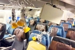 Singapore Airlines turbulence horror breaking, Singapore Airlines turbulence, singapore airlines statement after turbulence horror, Singapore airlines turbulence