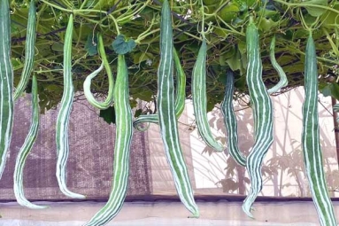 Advantages of eating Snake Gourd