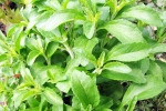 Stevia breaking updates, Stevia consumption, is consuming stevia bad for blood sugar levels, Actors Stevia breaking updates, Stevia consumption, is consuming stevia bad for blood sugar levels, Actors