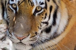 novel coronavirus, nadia, bronx zoo tiger nadia the first animal tested positive for covid 19, Cats