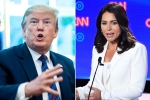 trump supporting Al-Qaeda, trump slams tulsi gabbard, trump slams tulsi gabbard for alleging that he supports al qaeda, Hawaii
